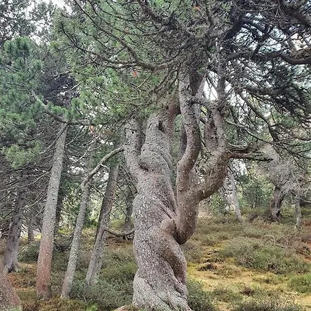 Alojamento de Acomodação e Pequeno-almoço Nostalgie Chraemerhus
