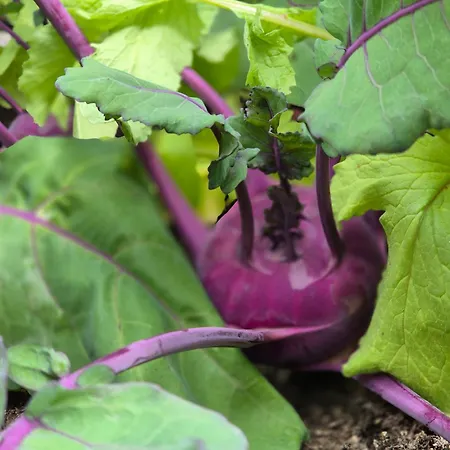 Bed & Breakfast Nostalgie Chraemerhus *